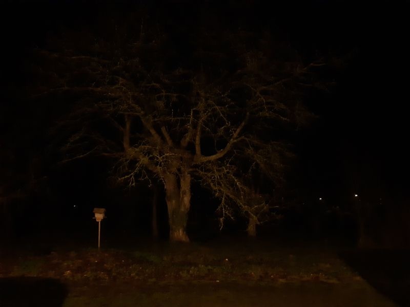 Ein Baum in der Dunkelheit.
