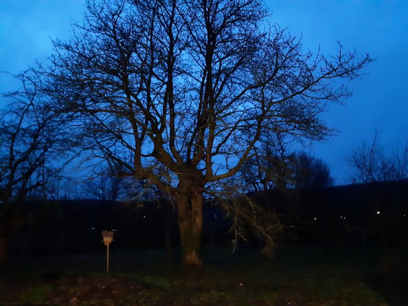 ein Baum in der beginnenden Dunkelheit
