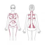 Körperregionen für die Akupressur-Massage, vorne und Rücken