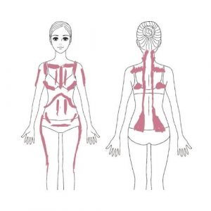 Körperregionen für die Akupressur-Massage, vorne und Rücken